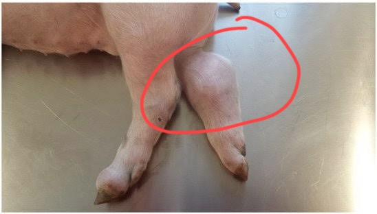 Arthritis sa Baboy