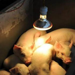 Bagong Panganak na Biik