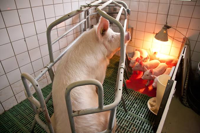 Matagal at Hirap Manganak ang Baboy