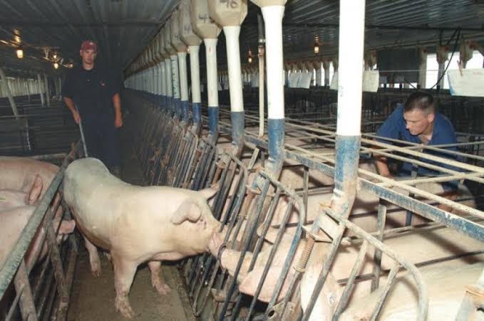 Ayaw maglandi ng Baboy