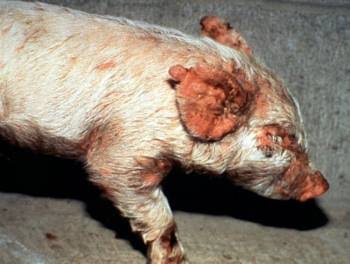 Greasy Pig Disease