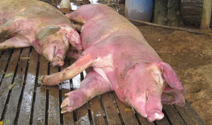 Hog Cholera