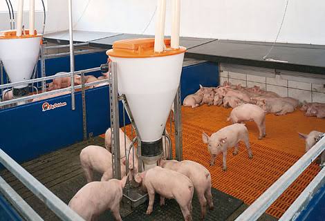 Wet vs Dry Feeding