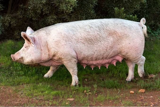 Paglulugon ng Baboy