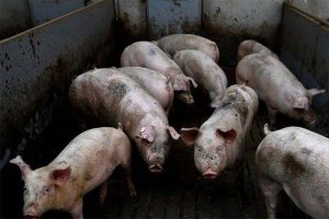 How to Start a Hog Raising Business