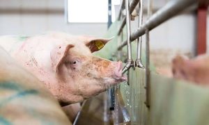 How to Start a Hog Raising Business