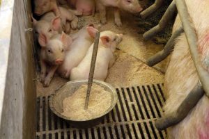 How to Start a Hog Raising Business