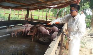 How to Start a Hog Raising Business