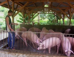How to Start a Hog Raising Business