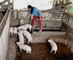 How to Start a Hog Raising Business