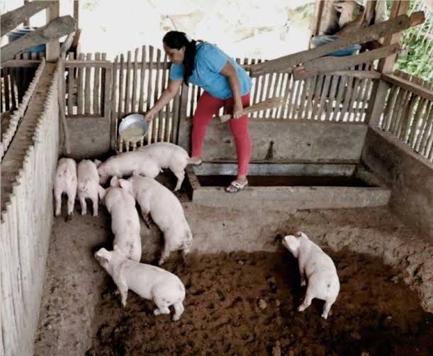 How to Start a Hog Raising Business