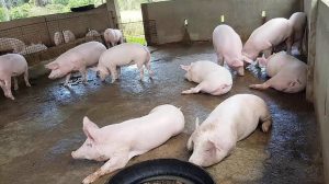 How to Start a Hog Raising Business