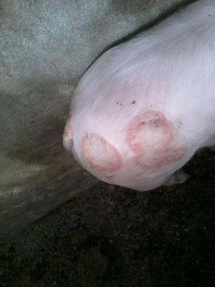 Pagpurga sa Baboy