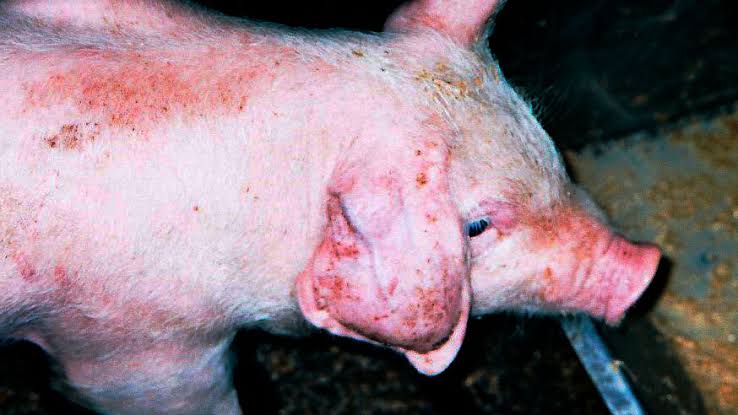 Ear Hematoma Pigs