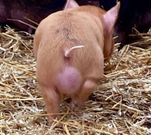 Scrotal Hernia